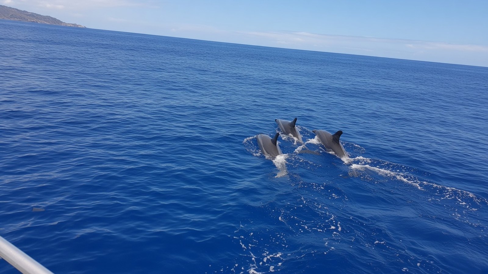 Three dolphins' grey backs and dorsal fins surface in the deep blue Atlantic, with the coast on the horizon and a boat railing in the corner